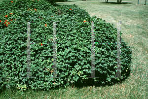 Picture of Viburnum opulus 'Nanum'