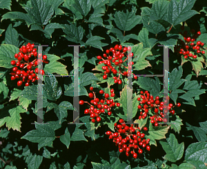 Picture of Viburnum opulus 'Nanum'