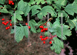 Picture of Viburnum opulus 'Notcutt'