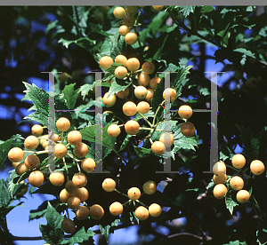 Picture of Viburnum opulus 'Xanthocarpum'