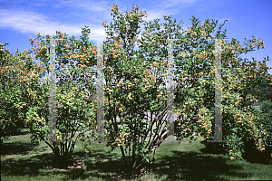 Picture of Viburnum trilobum 