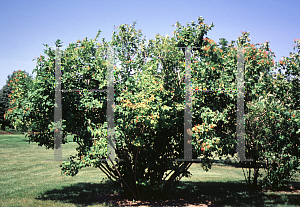 Picture of Viburnum opulus 