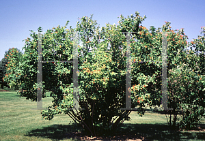 Picture of Viburnum opulus 