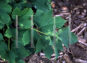 Picture of Viburnum opulus 