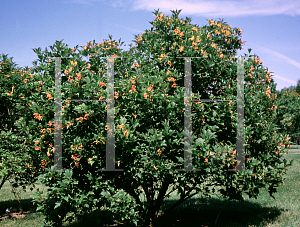 Picture of Viburnum trilobum 'Compactum'