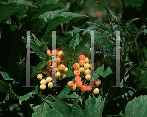 Picture of Viburnum trilobum 'Compactum'