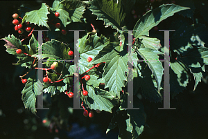 Picture of Viburnum sargentii 'Onondaga'