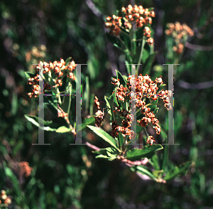 Picture of Vauquelina californica 