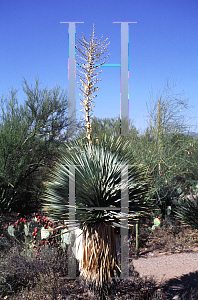 Picture of Yucca thompsoniana 