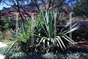 Picture of Yucca recurvifolia 