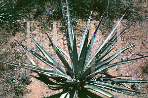 Picture of Yucca baccata 