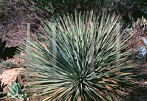 Picture of Agave stricta '~Species'