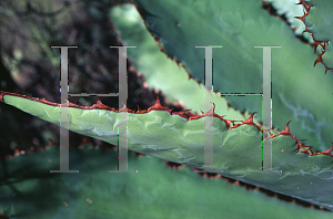 Picture of Agave bovicornuta 