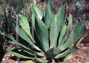 Picture of Agave bovicornuta 