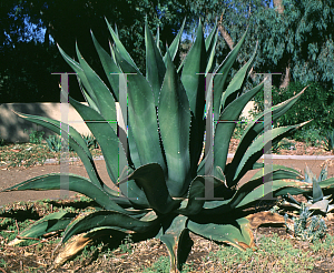 Picture of Agave salmiana 