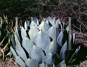 Picture of Agave parryi var. truncata 