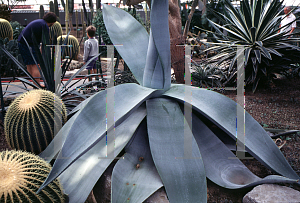 Picture of Agave guiengola '~Species'