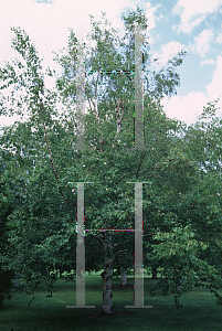 Picture of Betula turkestania 