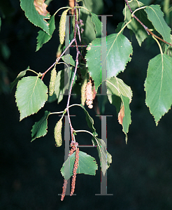 Picture of Betula turkestania 