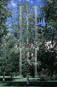 Picture of Betula litwinowii 