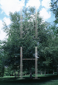 Picture of Betula andrewsii 