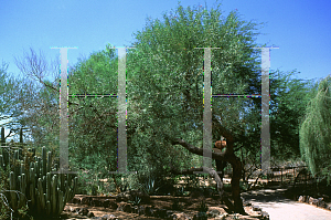 Picture of Acacia rostellifera 