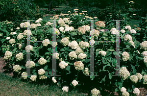 Picture of Hydrangea arborescens ssp. discolor 'Sterilis'