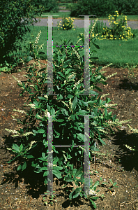 Picture of Clethra alnifolia 