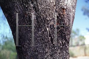 Picture of Acacia salicina '~Species'
