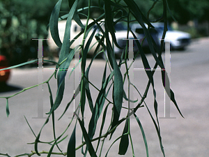 Picture of Acacia salicina 