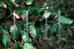 Picture of Betula nigra 'BNMTF (Dura-Heat)'