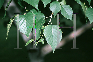 Picture of Betula papyrifera 