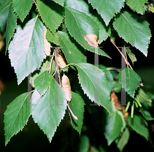Picture of Betula tiansca 