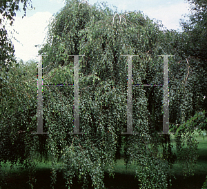 Picture of Betula pendula 'Youngii'