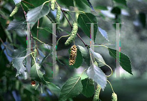 Picture of Betula andrewsii 