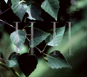 Picture of Betula litwinowii 