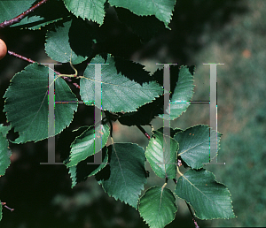 Picture of Betula papyrifera var. commutata 