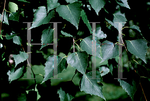 Picture of Betula pendula 