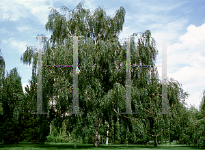 Picture of Betula pendula 'Tristis'