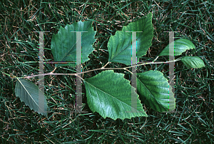 Picture of Betula nigra 