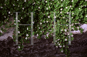 Picture of Bacopa monnieri 'Snowflake'