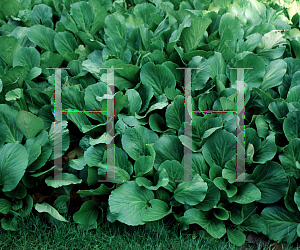 Picture of Bergenia crassifolia var. pacifica 