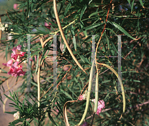 Picture of Chilopsis linearis 