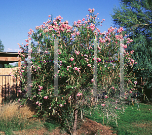 Picture of Chilopsis linearis 