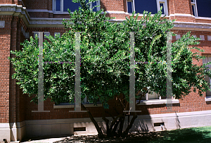 Picture of Cocculus laurifolius 