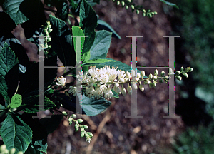 Picture of Clethra alnifolia 