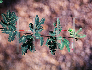 Picture of Calliandra californica 