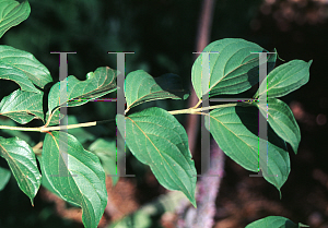 Picture of Cornus stolonifera 