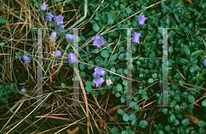 Picture of Campanula carpatica 