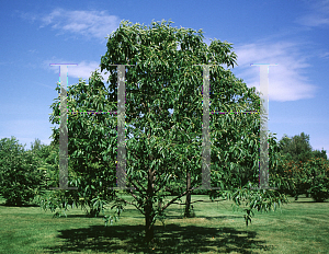 Picture of Castanea dentata 